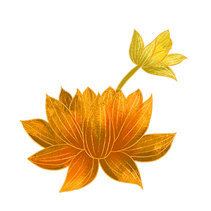 黄莲花.png