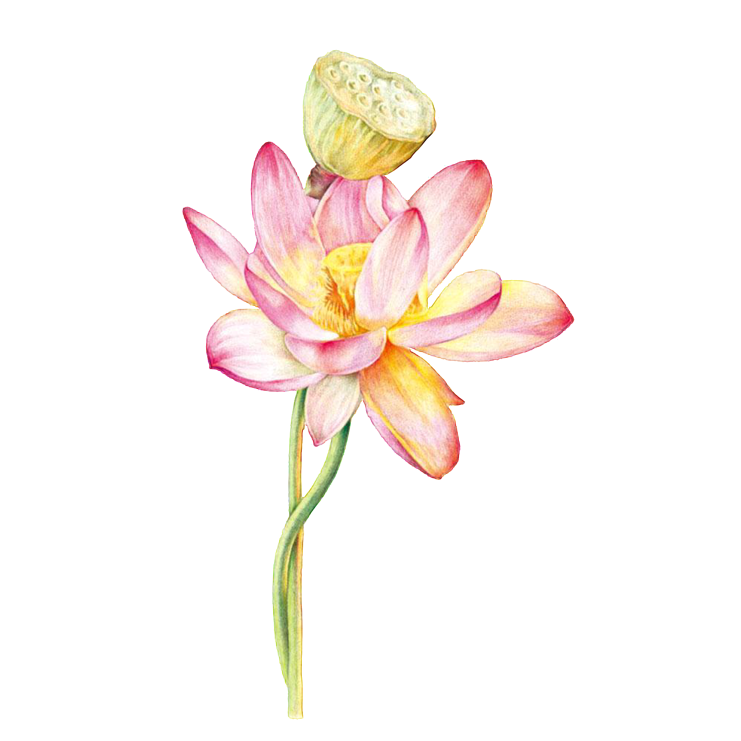 1260.png 1260.png